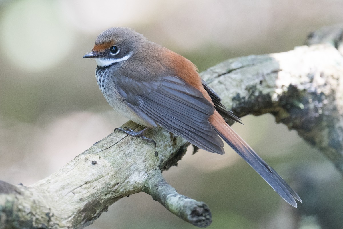 Australian Rufous Fantail - ML644300472
