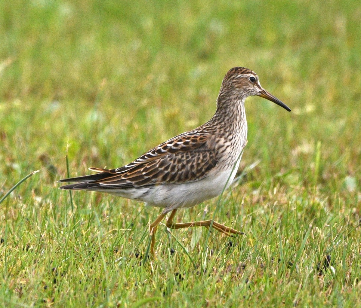 Pectoral Sandpiper - ML644300475