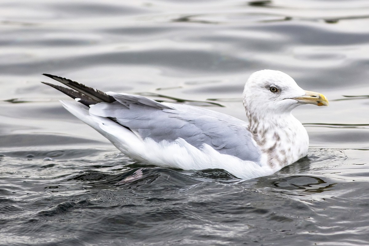 American Herring Gull - ML644300476