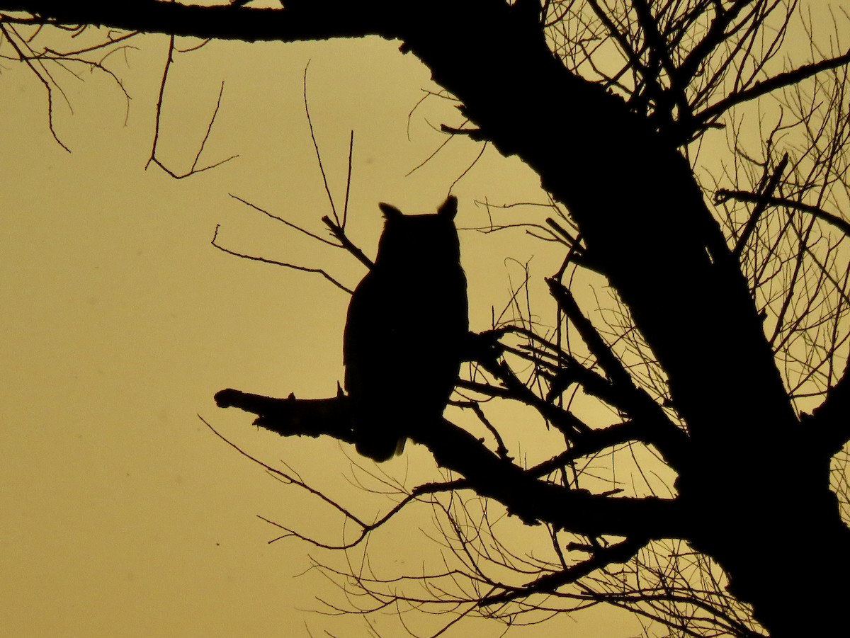 Great Horned Owl - ML644300477