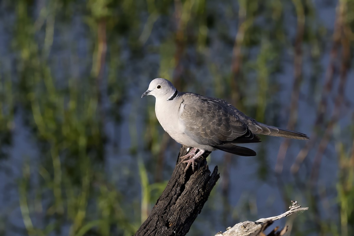 Eurasian Collared-Dove - ML644300478