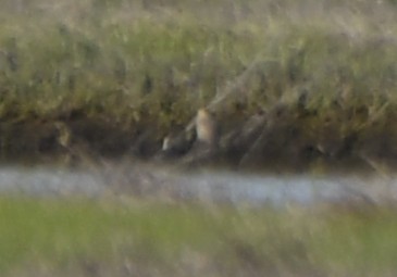 new world sparrow sp. - ML644300479