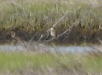 new world sparrow sp. - ML644300480