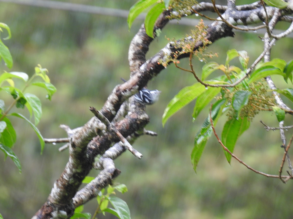 Black-and-white Warbler - ML644300481