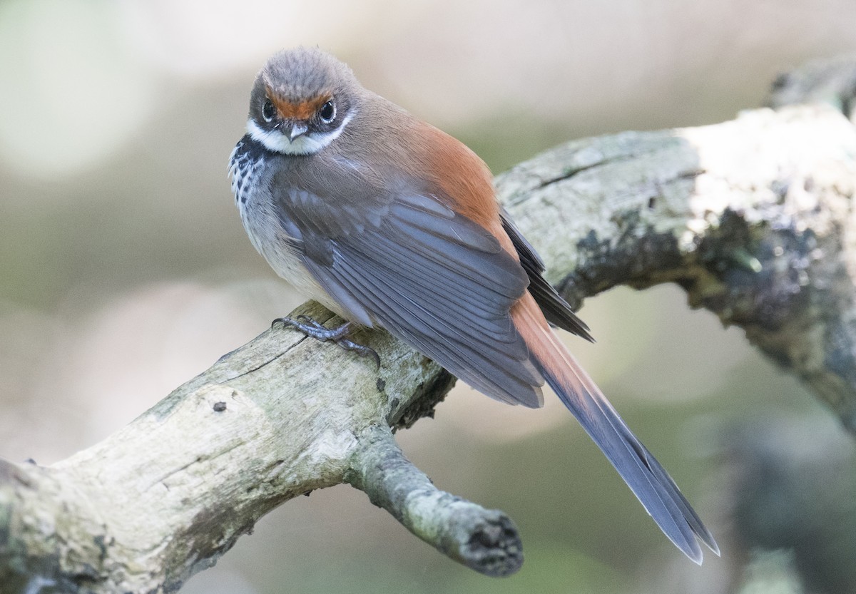 Australian Rufous Fantail - ML644300484