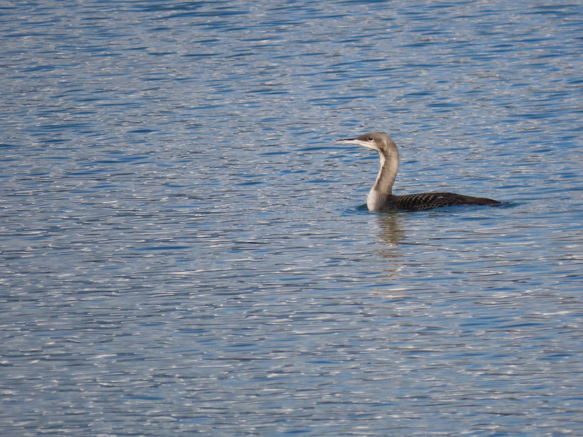 Pacific Loon - ML644300486