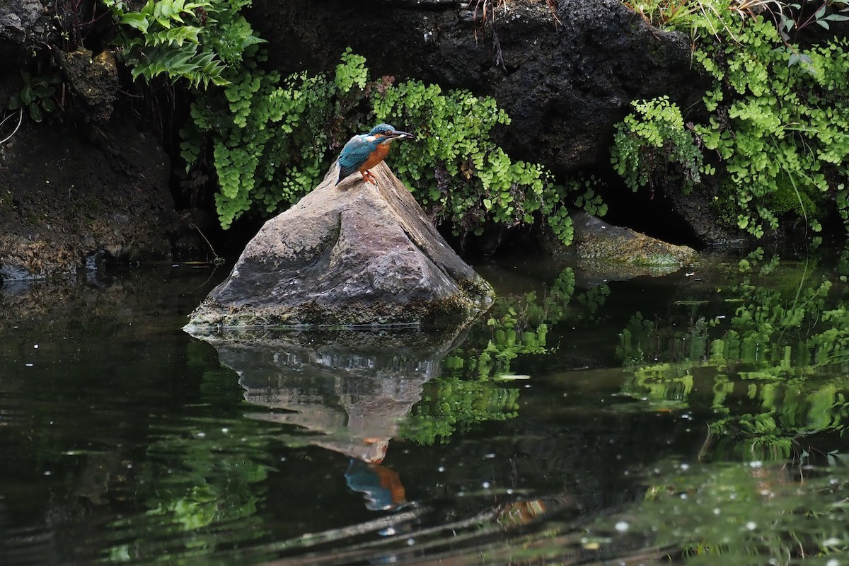 Common Kingfisher - ML644300488