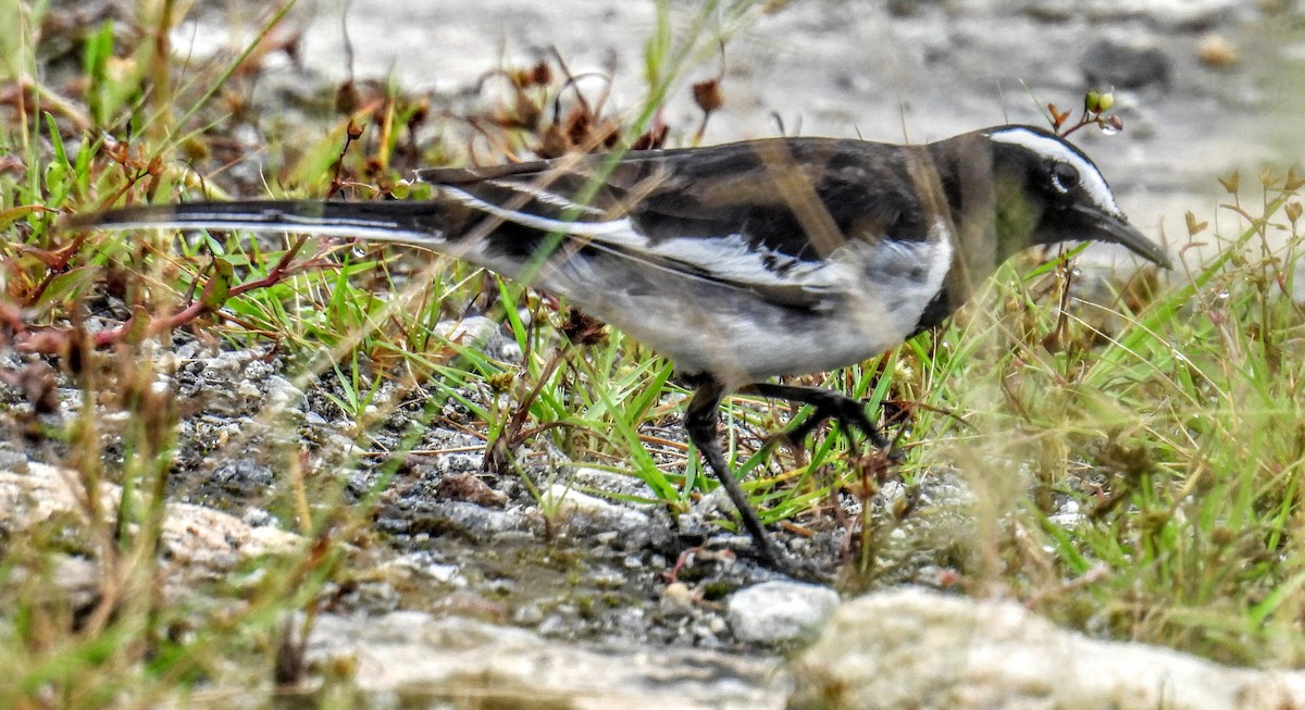 White-browed Wagtail - ML644300489