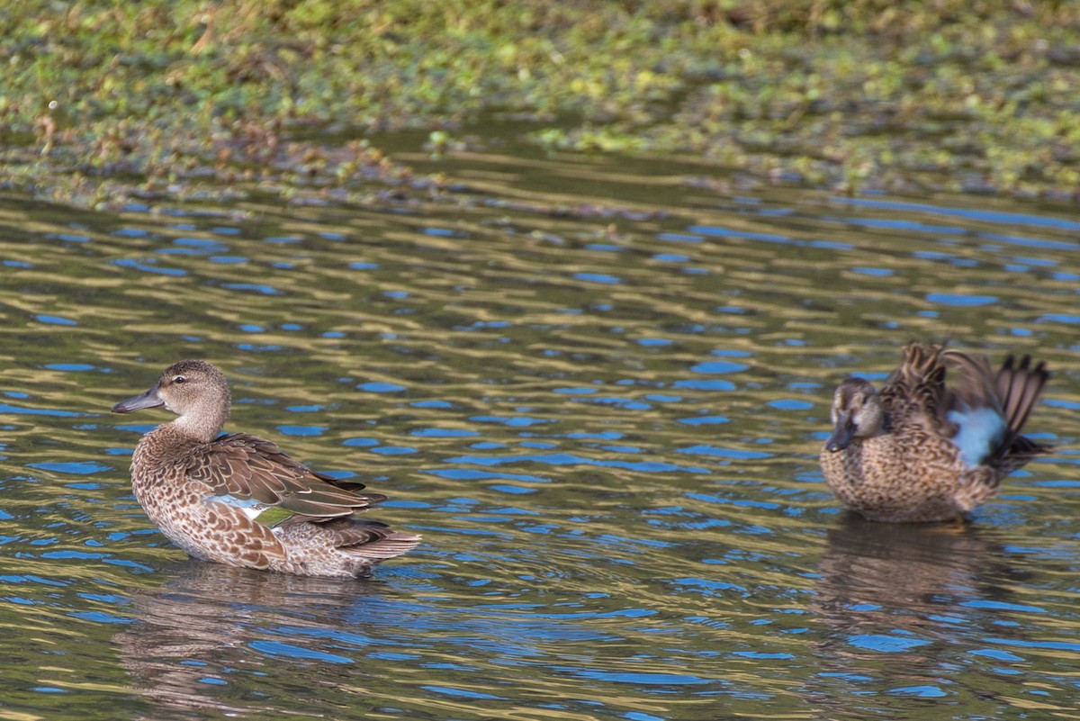 Blue-winged Teal - ML644300490