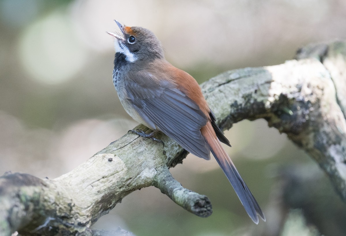 Australian Rufous Fantail - ML644300492