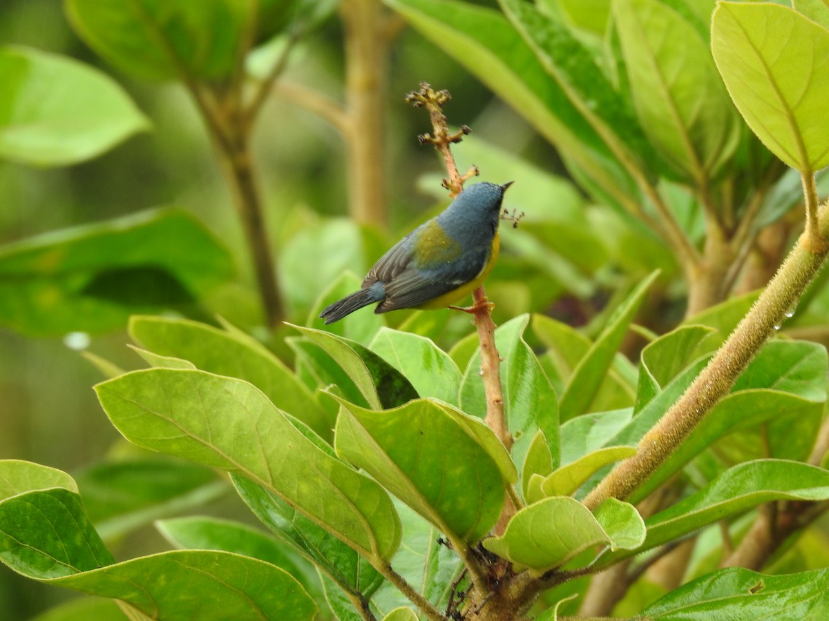 Tropical Parula - ML644300493