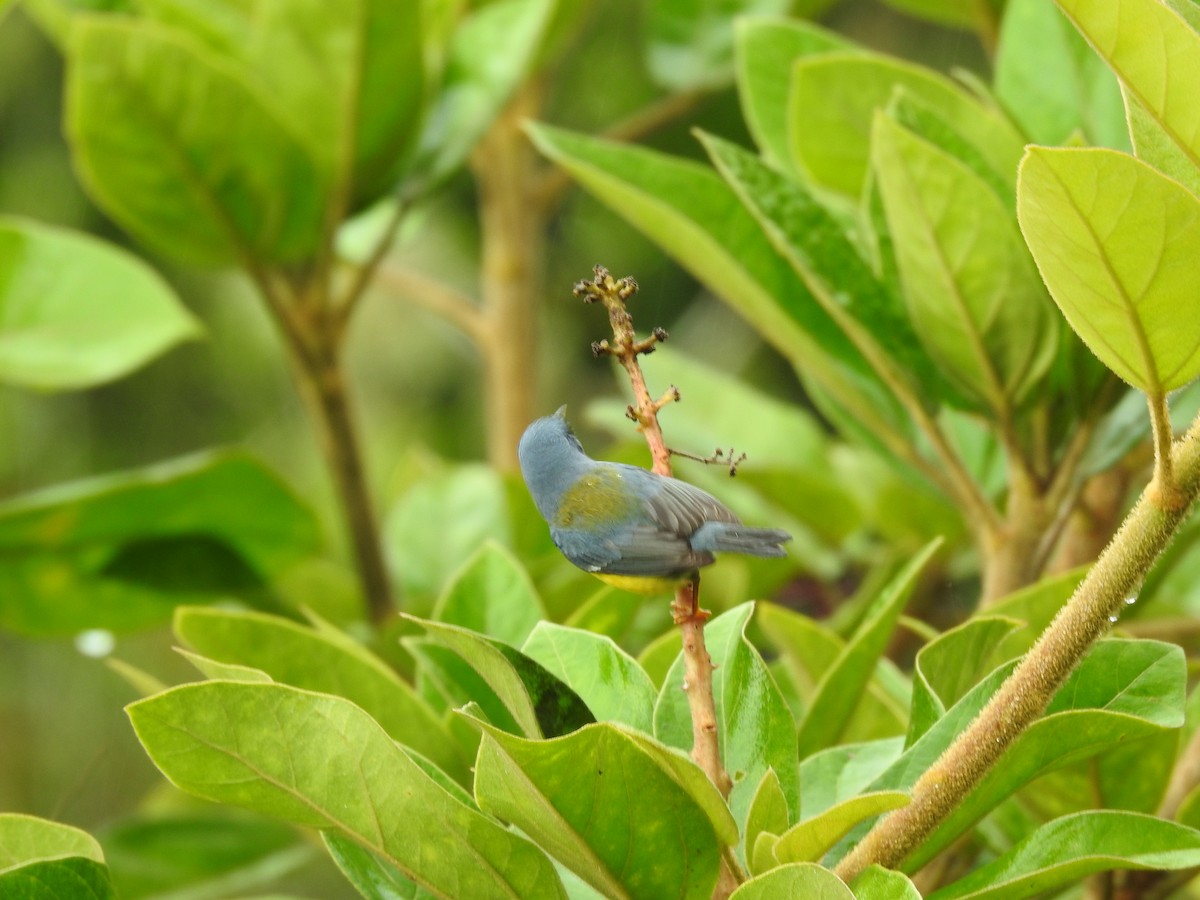 Tropical Parula - ML644300494