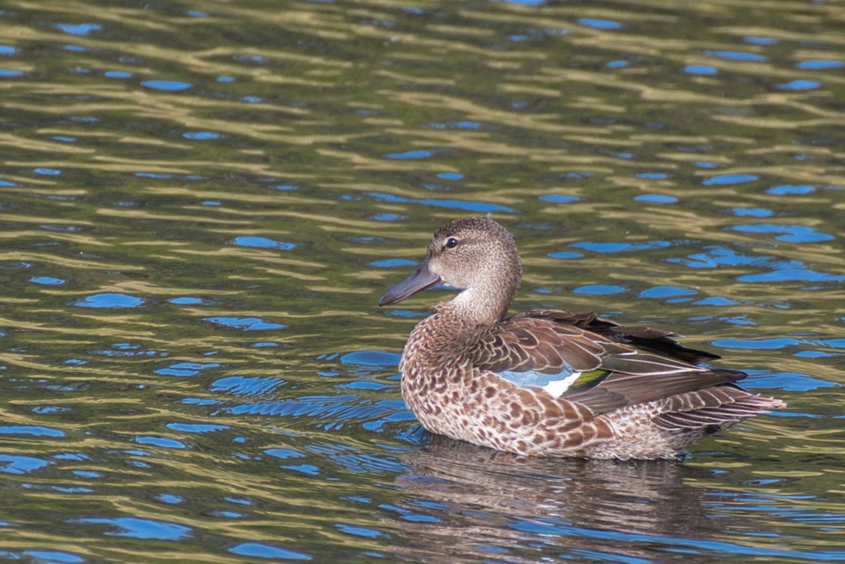 Blue-winged Teal - ML644300495