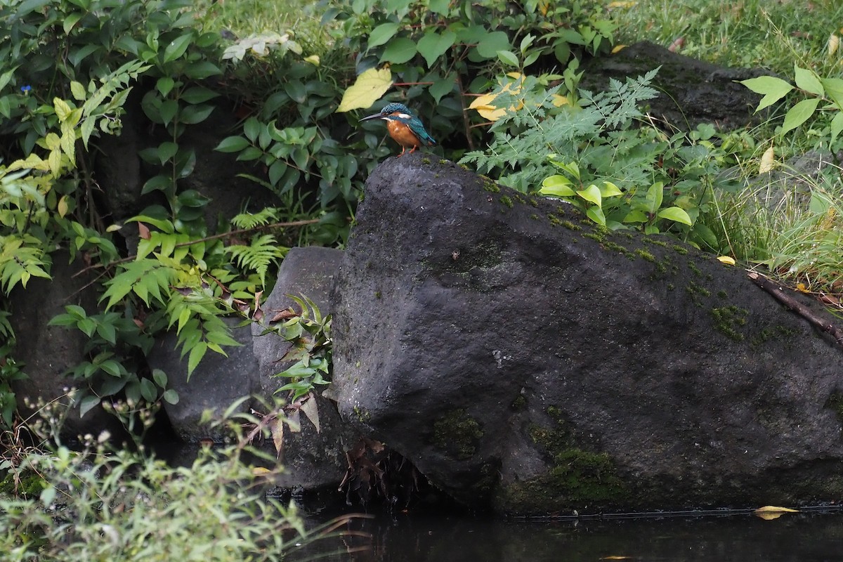 Common Kingfisher - ML644300496