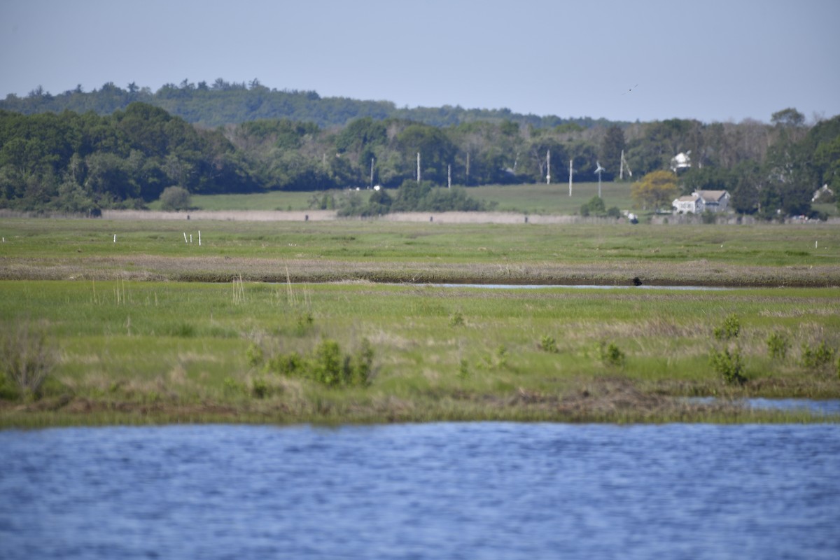 ホオジロ科（新世界ホオジロ類） - ML644300498