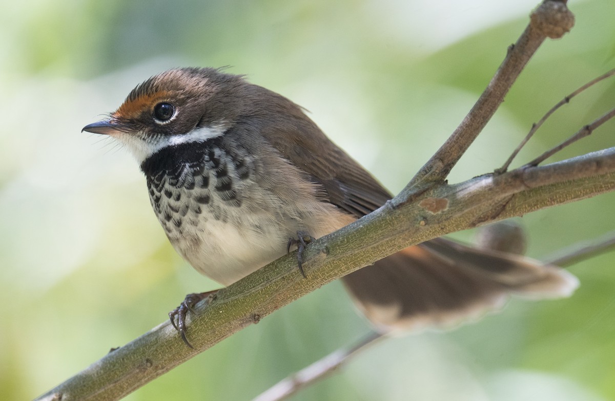 Australian Rufous Fantail - ML644300499