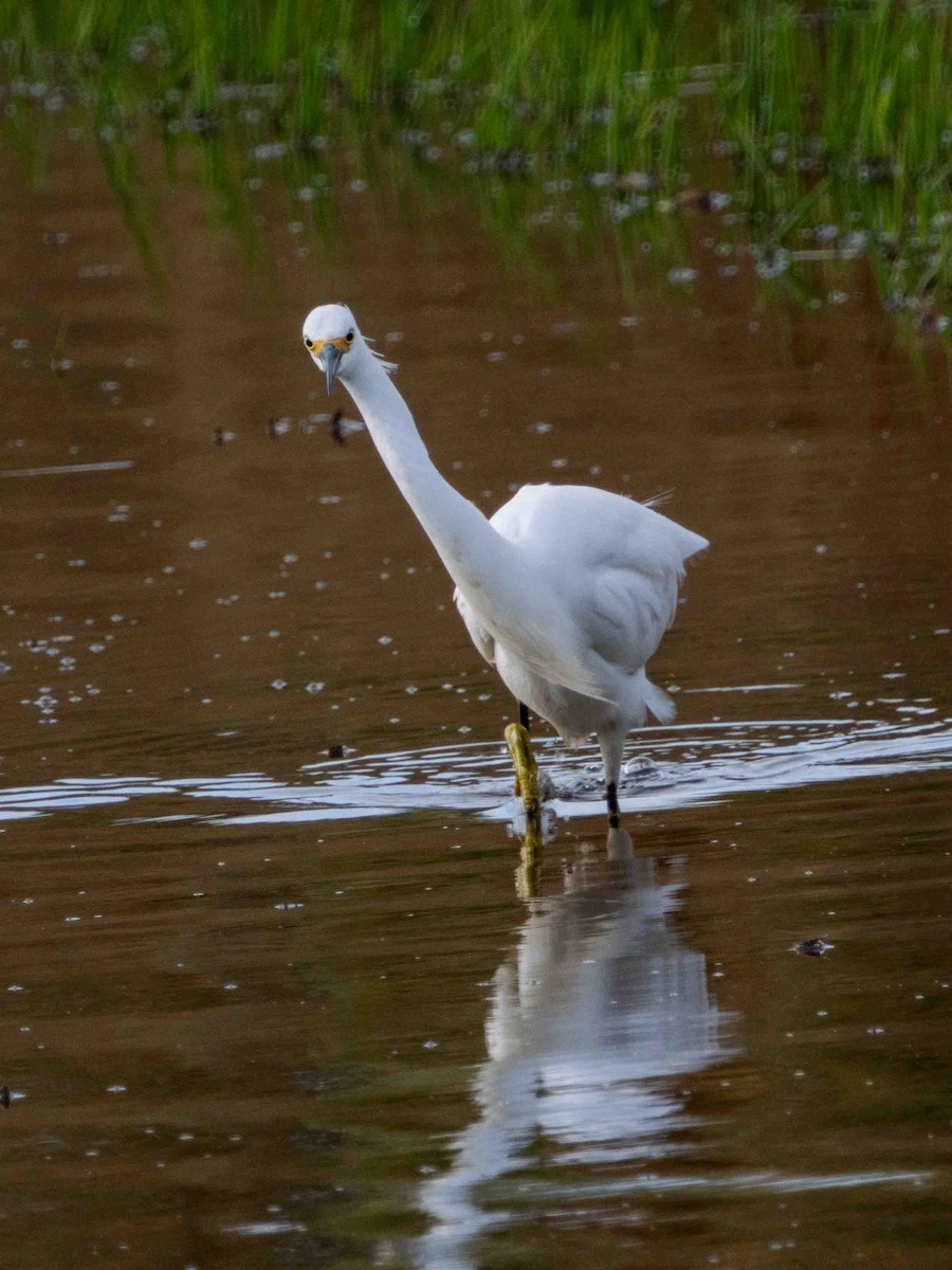 ダイサギ - ML644300500