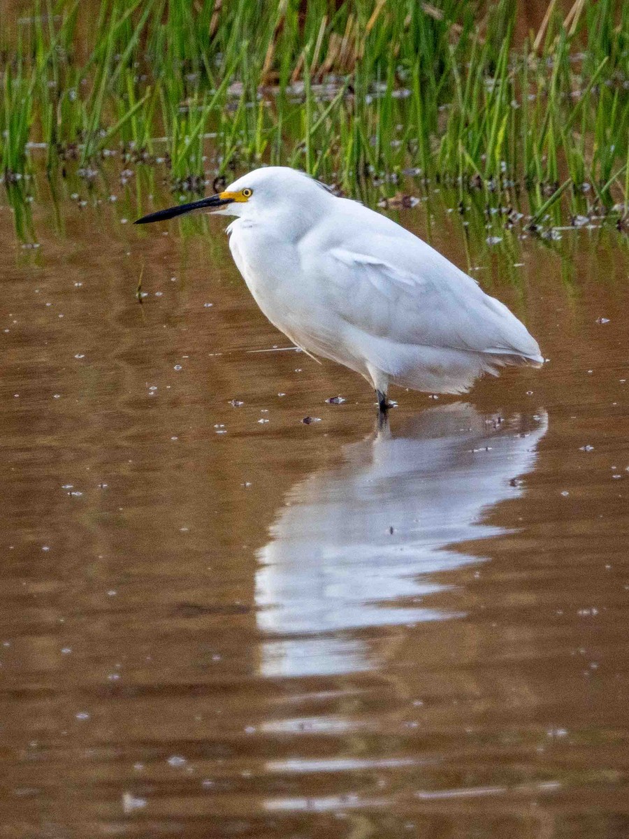 ダイサギ - ML644300501