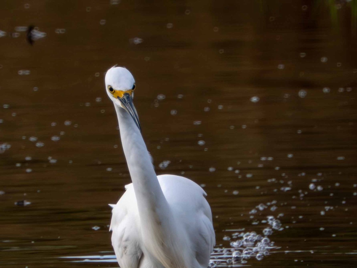 ダイサギ - ML644300502