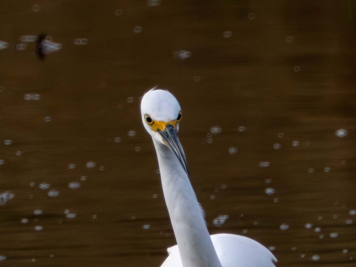 ダイサギ - ML644300503