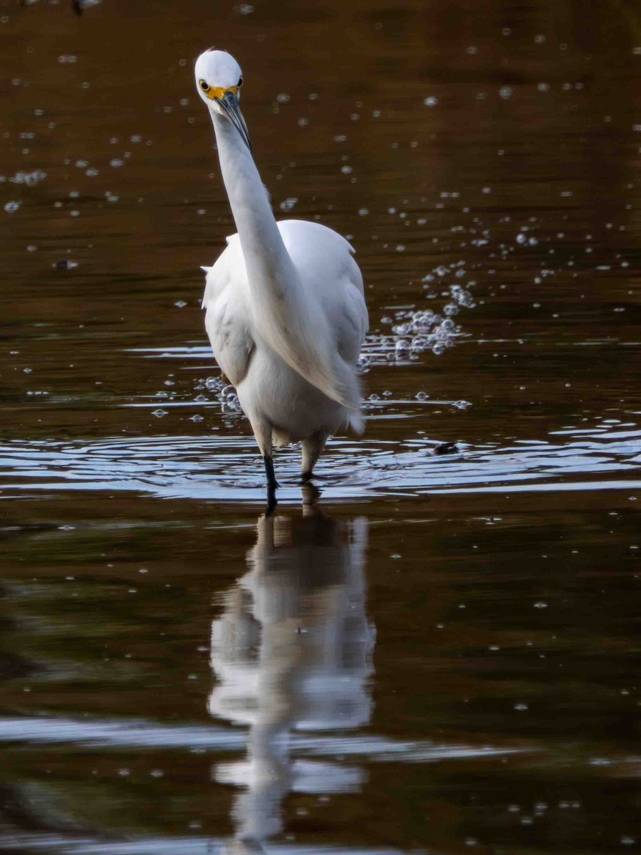 ユキコサギ - ML644300504