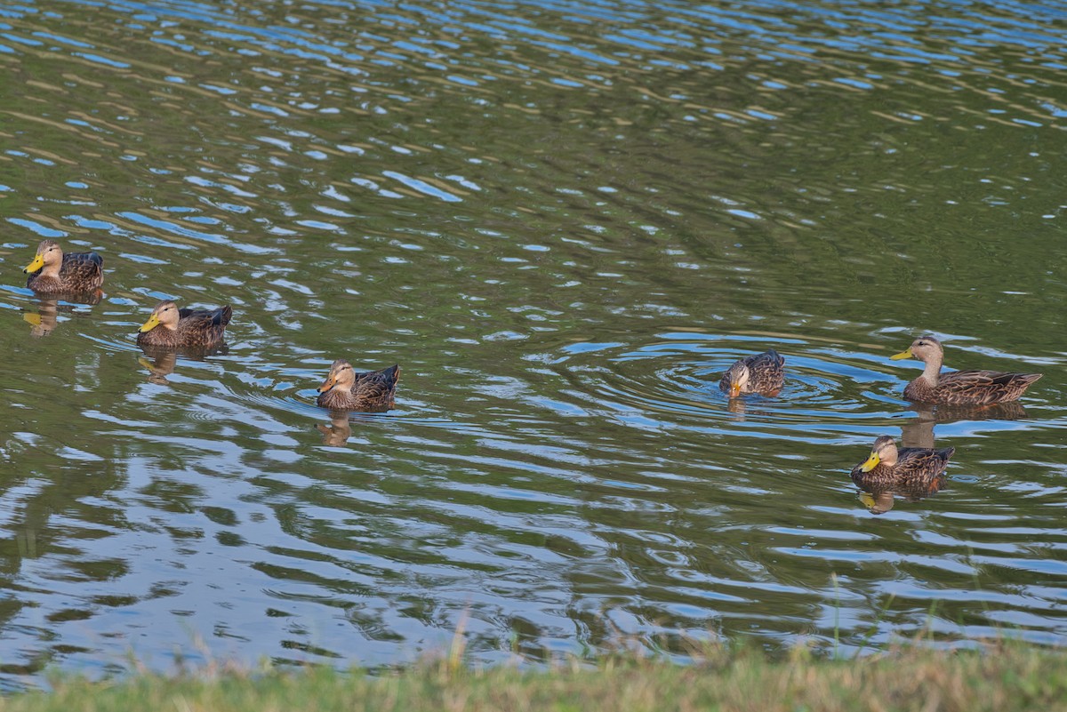 マダラガモ - ML644300505