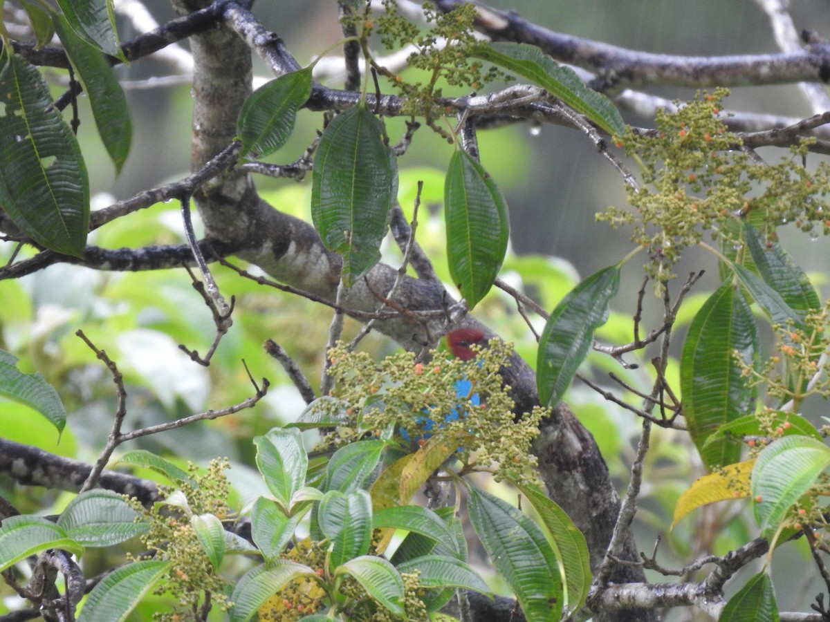 チャガシラフウキンチョウ - ML644300506