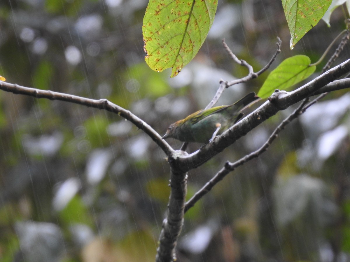 チャガシラフウキンチョウ - ML644300507