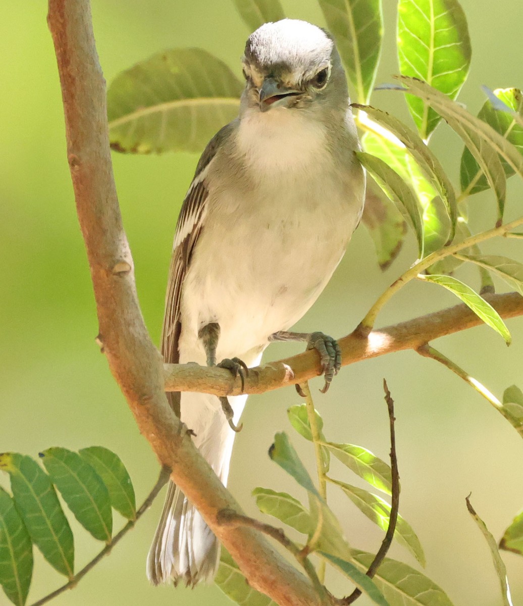 ハイイロフタスジモズモドキ - ML644300508