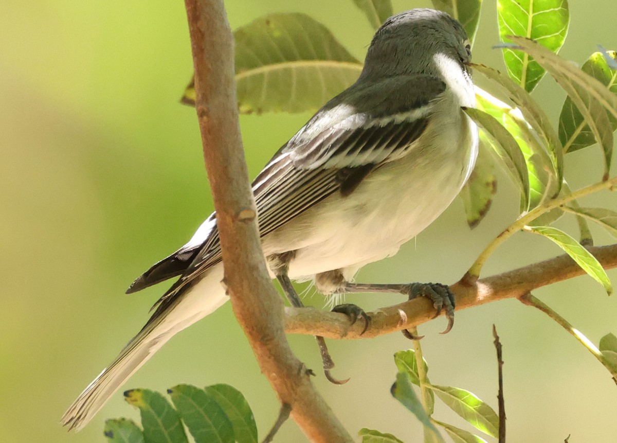 ハイイロフタスジモズモドキ - ML644300509