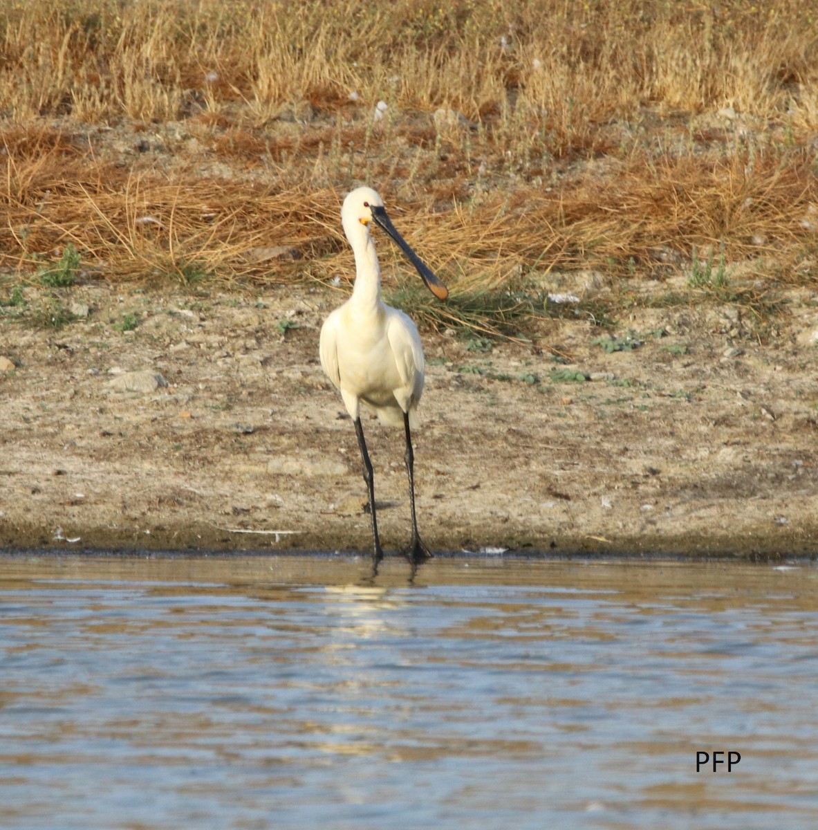 Eurasian Spoonbill - ML64430051