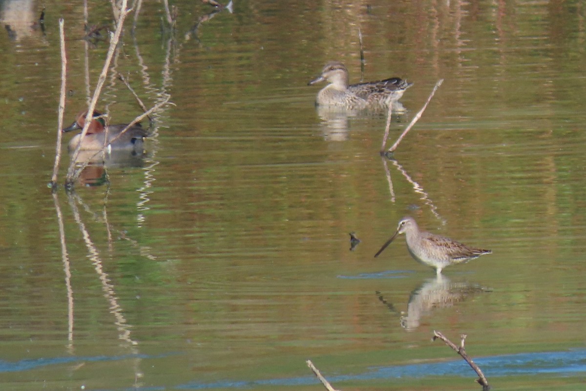 オオハシシギ - ML644300510