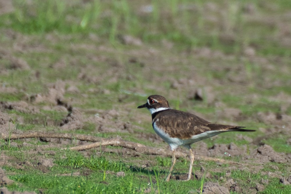 フタオビチドリ - ML644300511