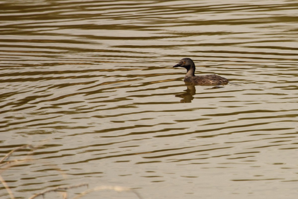 ヒメカイツブリ - ML644300512