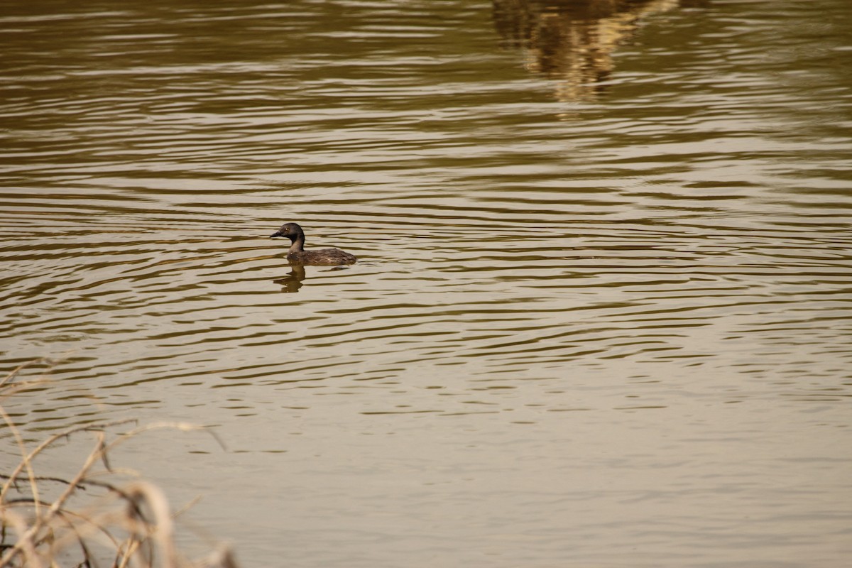 ヒメカイツブリ - ML644300513