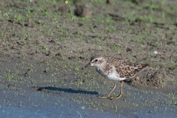 アメリカヒバリシギ - ML644300515