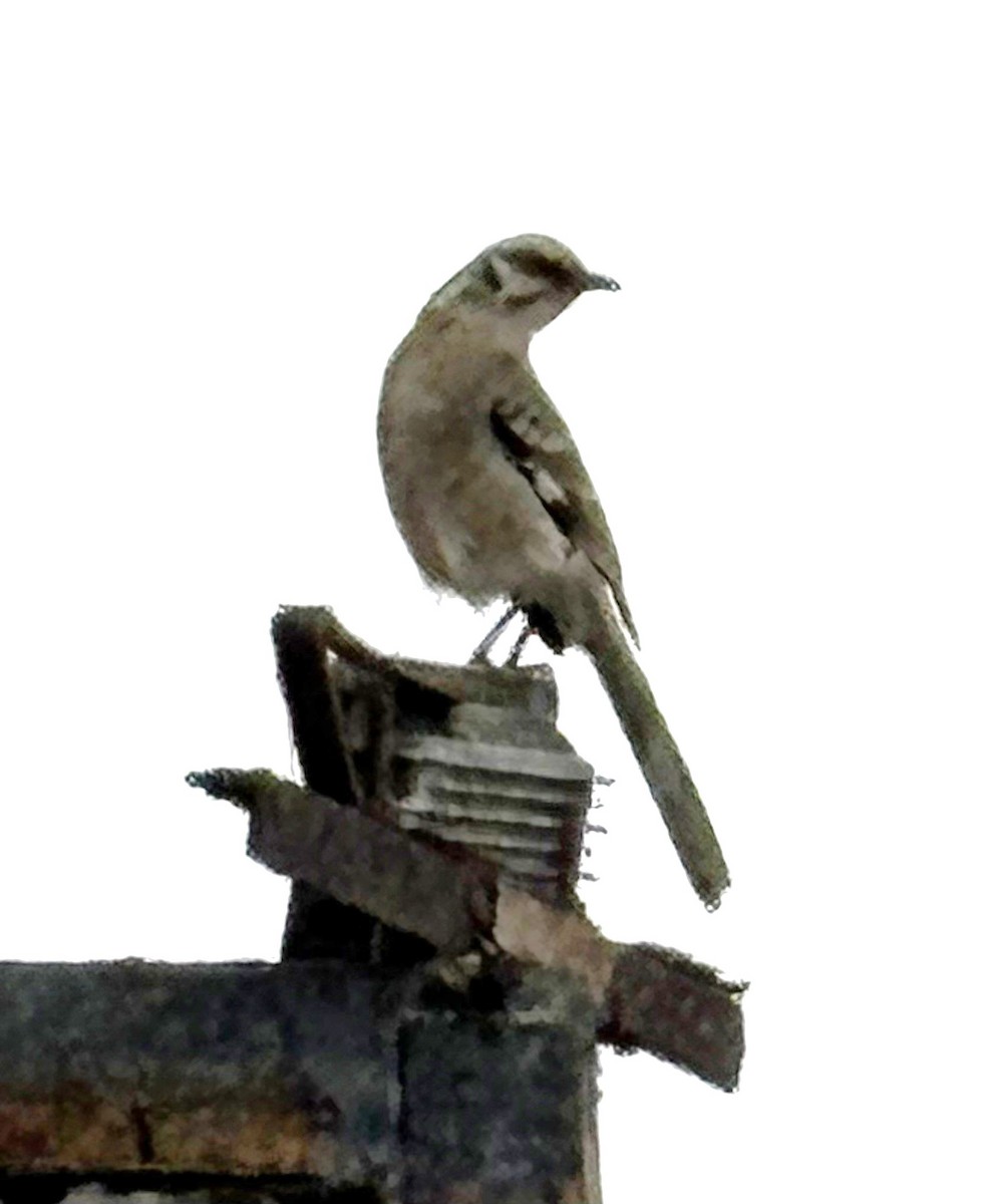 クロヒゲマネシツグミ - ML644300516