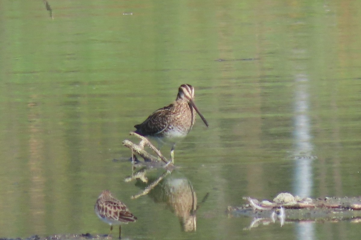 アメリカタシギ - ML644300517