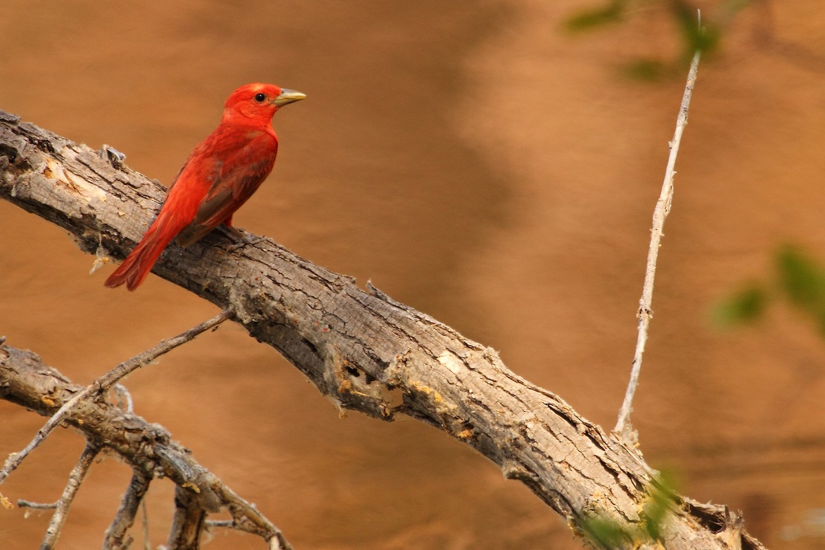 ナツフウキンチョウ - ML644300518