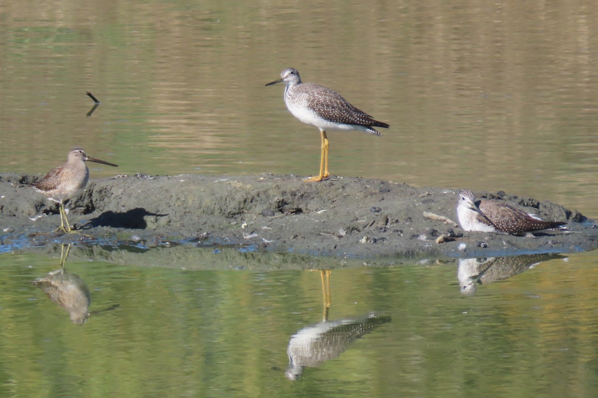 オオキアシシギ - ML644300519