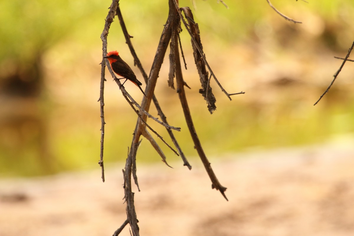 ベニタイランチョウ - ML644300520