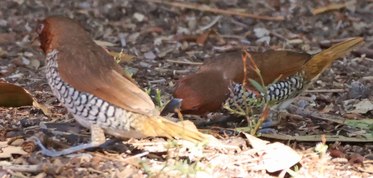 シマキンパラ - ML644300521