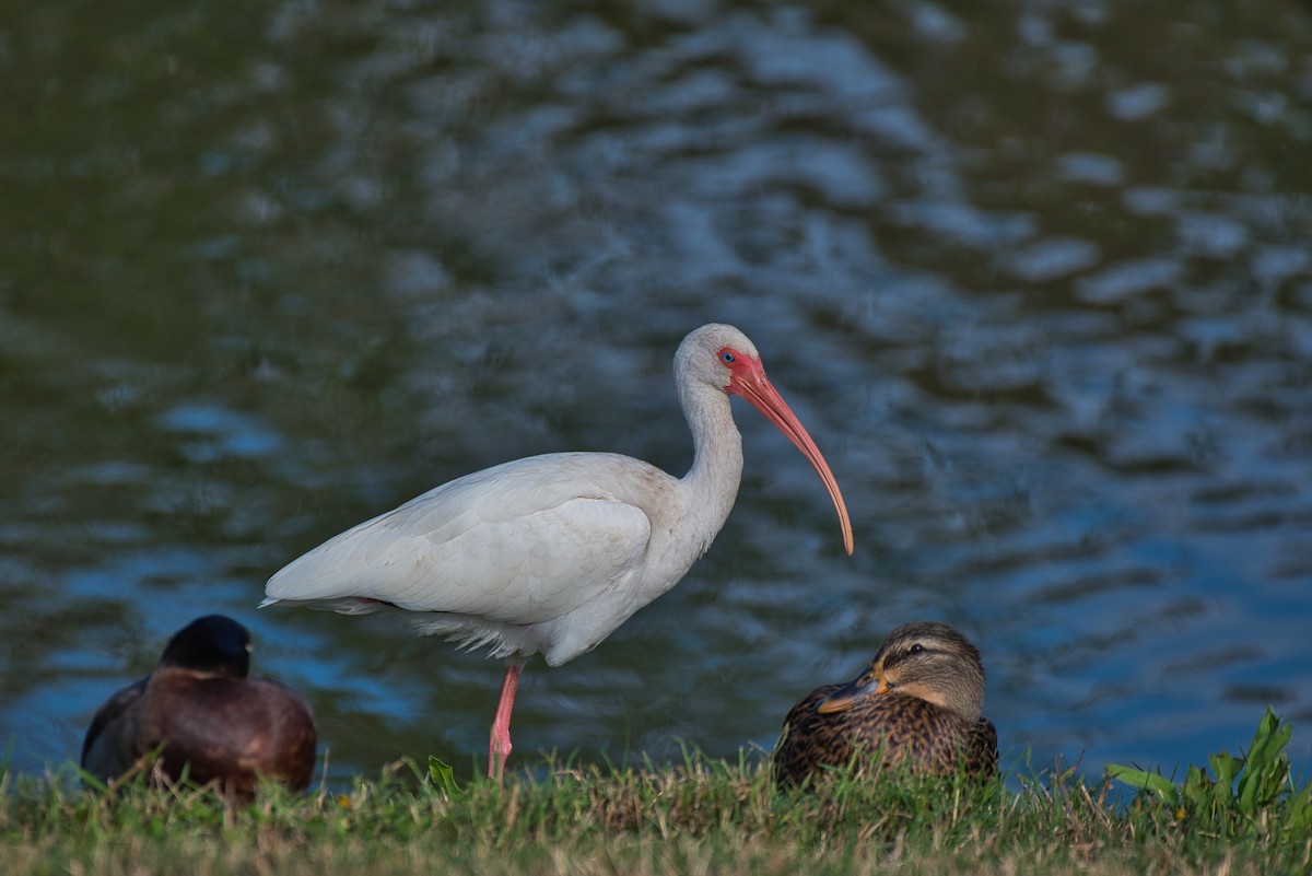 シロトキ - ML644300522