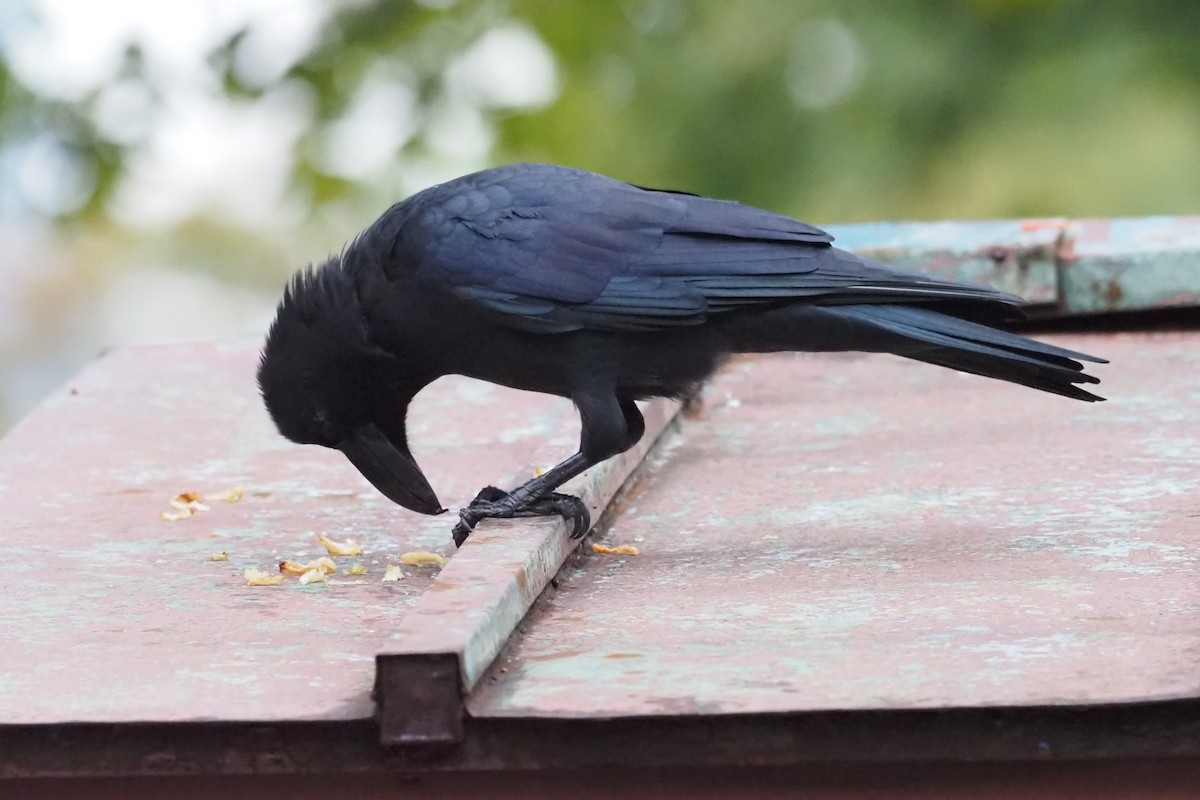 ハシブトガラス - ML644300523