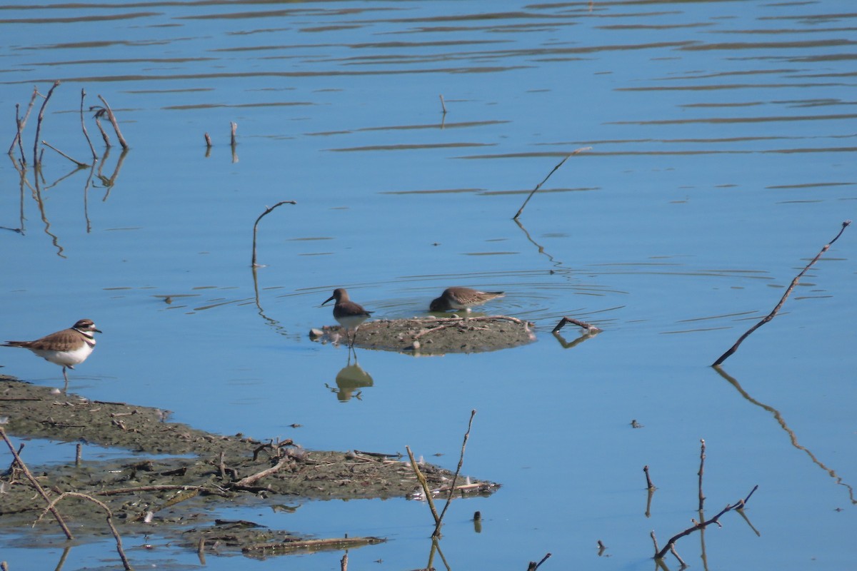 ハマシギ - ML644300524