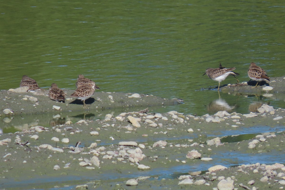 アメリカヒバリシギ - ML644300527