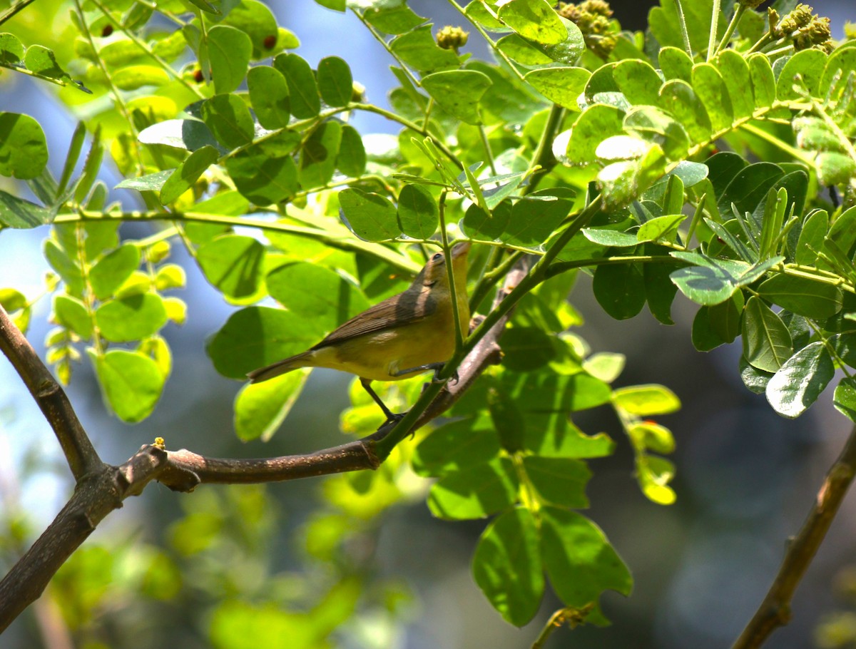 ヒムネシトド - ML644300528