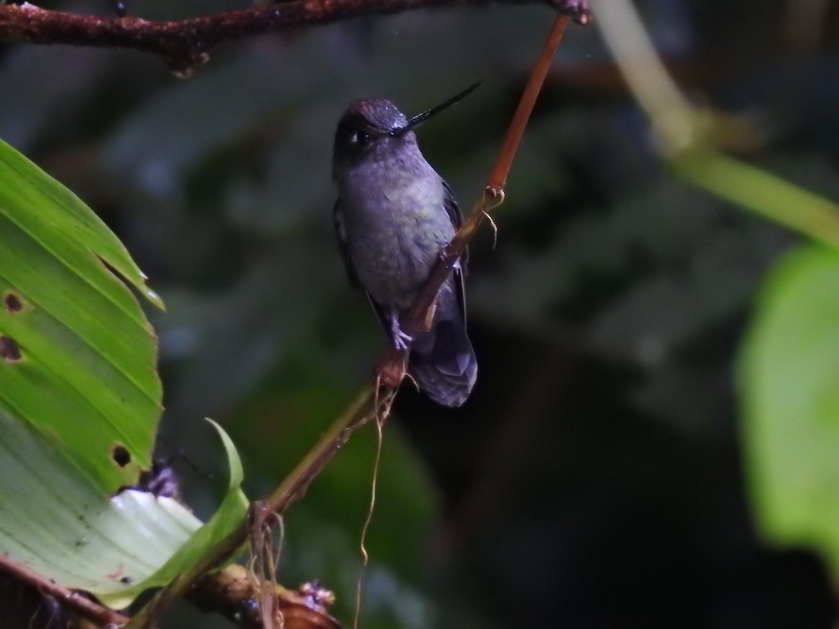 Green-fronted Lancebill - ML644300539