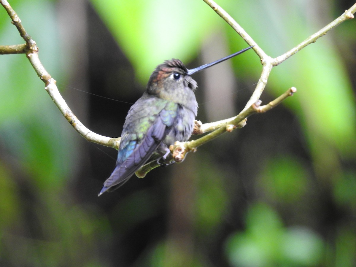 Green-fronted Lancebill - ML644300540