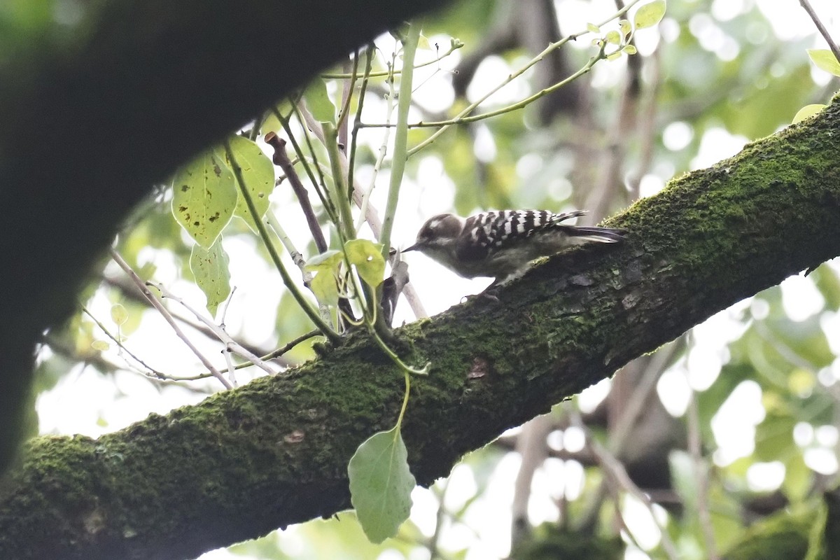 Japanese Pygmy Woodpecker - ML644300541